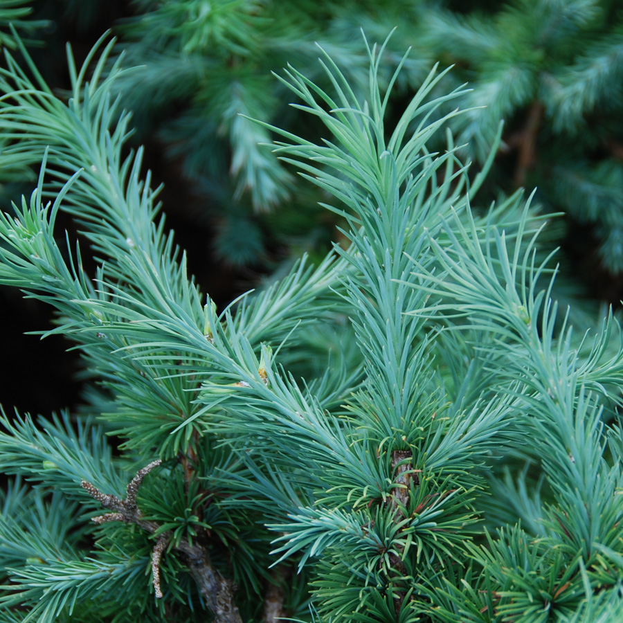 Larix kaempfiri 'Blue Dwarf'