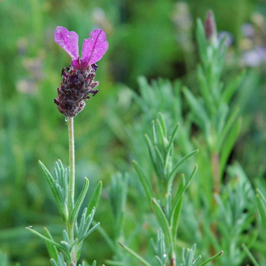 Lavandula stoechas 'Otto Quast'