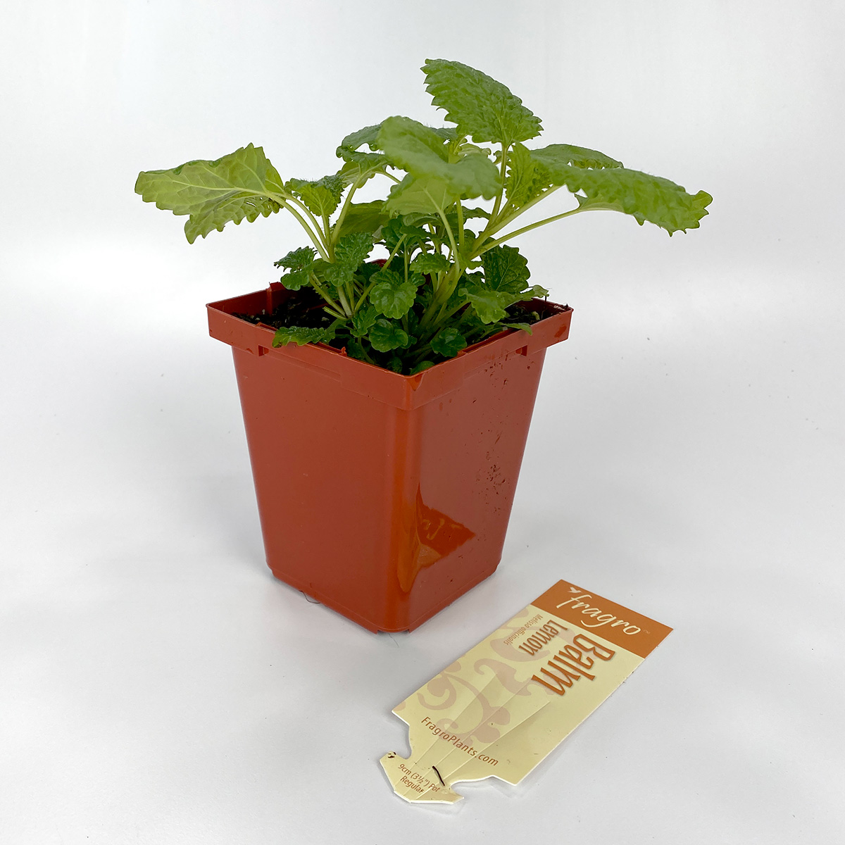 Lemon Balm 4in