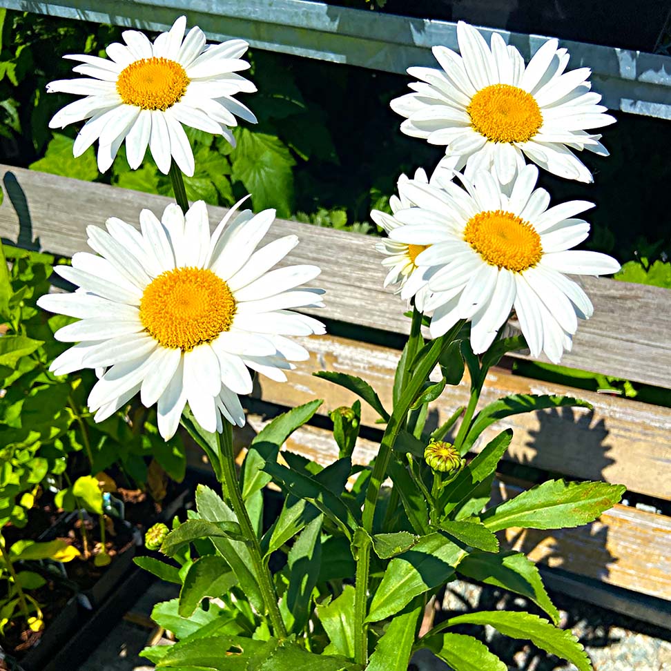 Leucanthemum x superbum 'Becky'