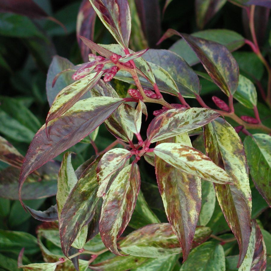 Leucothoe fontanesiana 'Rainbow' 