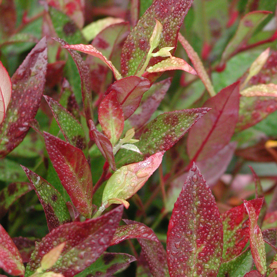 Leucothoe fontanesiana 'Scarletta'