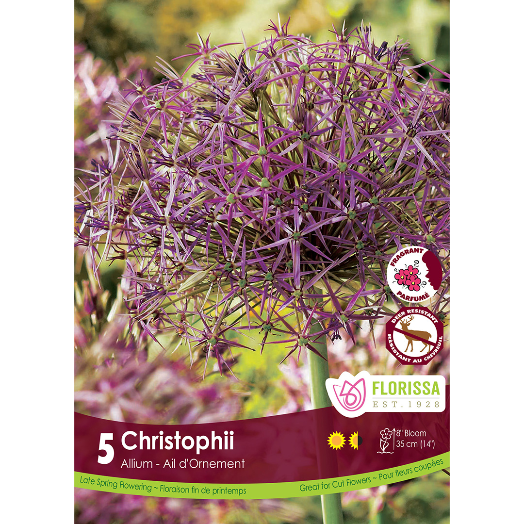Allium 'Christophii Tops' Bulbs 5Pk