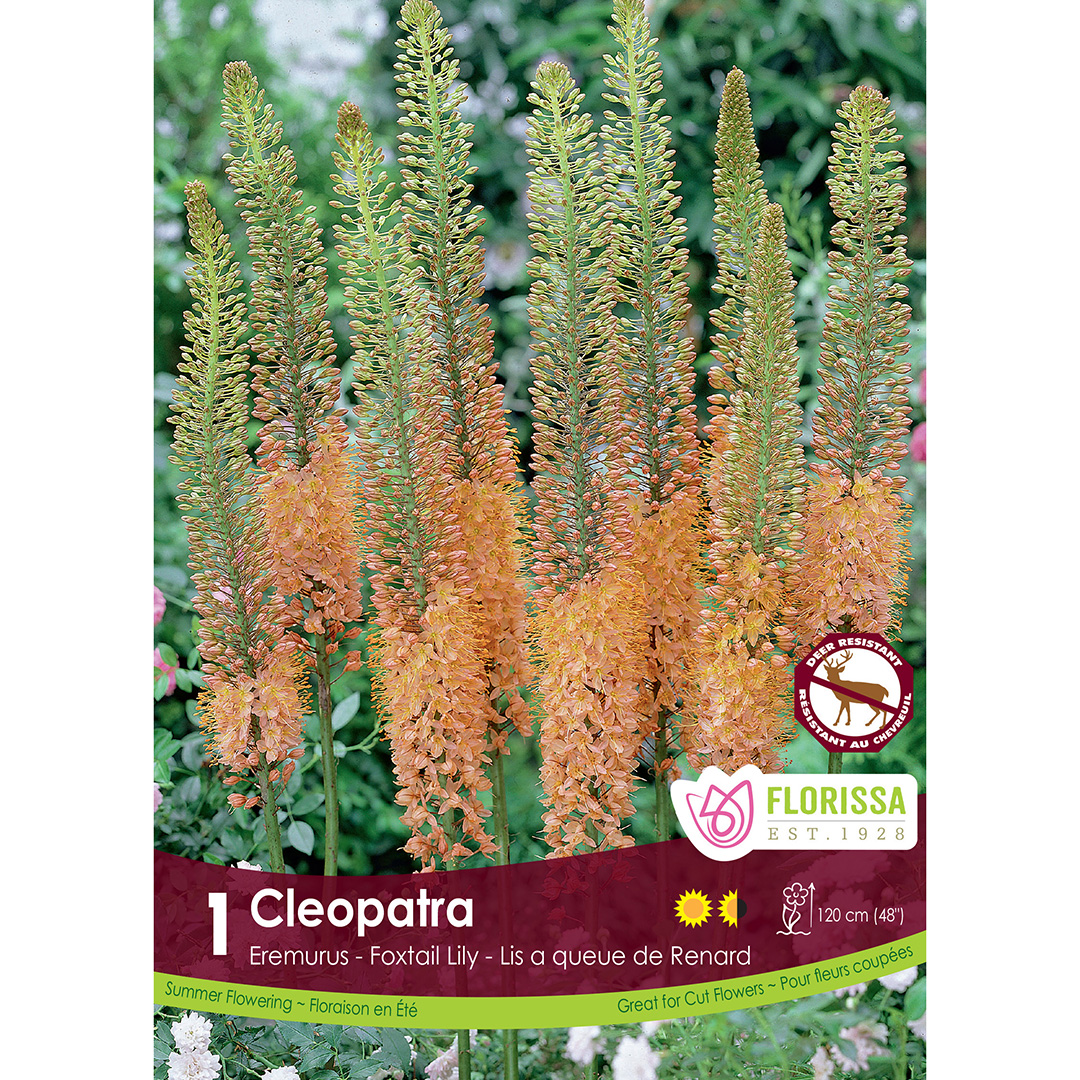 Eremurus 'Copper Tops'