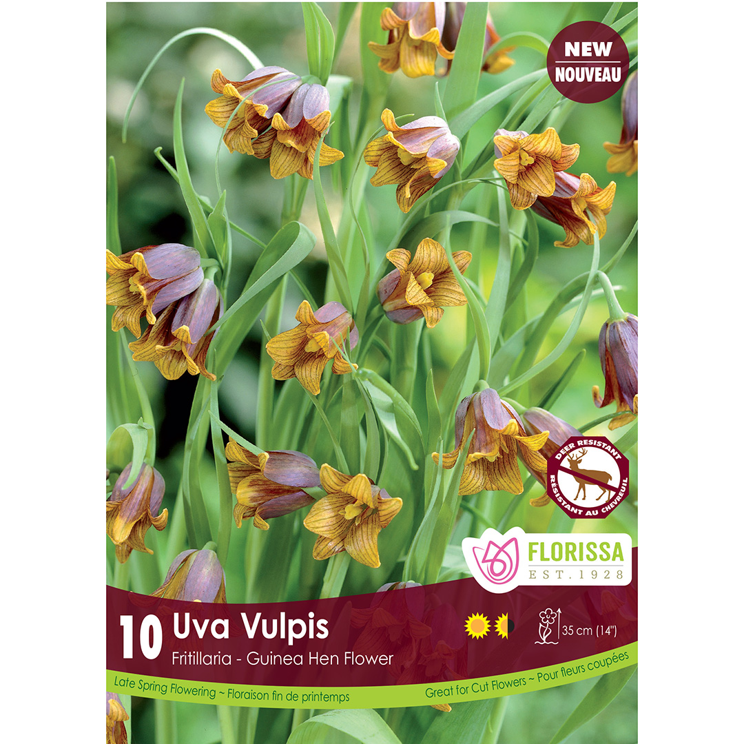 Fritillaria 'Uva Vulpis' 1Pack