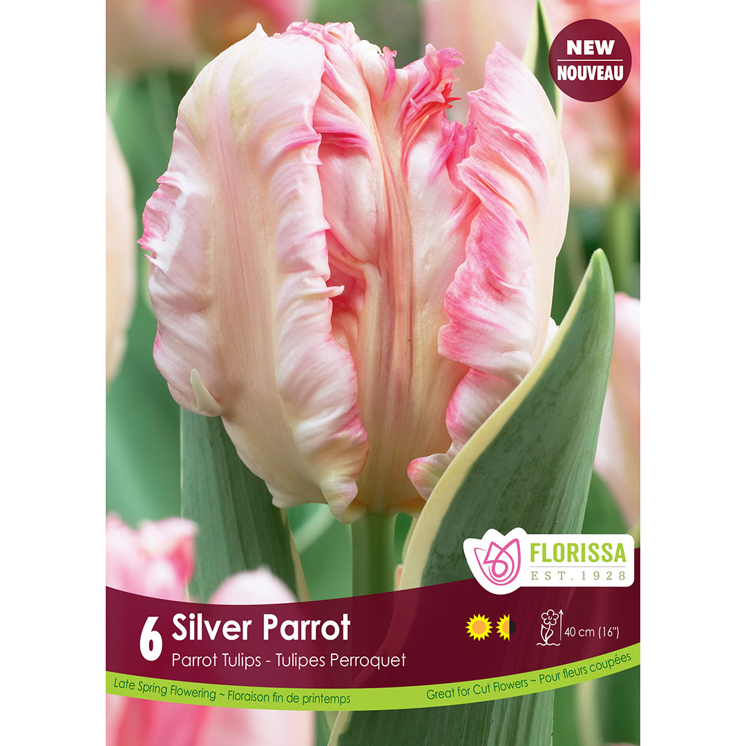 Lg Kep Tulip Silver Parrot.jpg