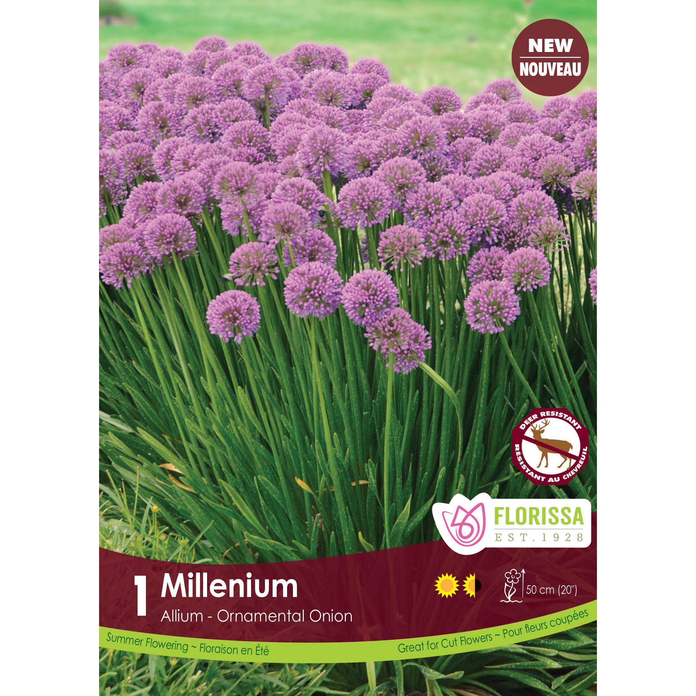 Allium 'Millenium'' Bulb 1Pk 