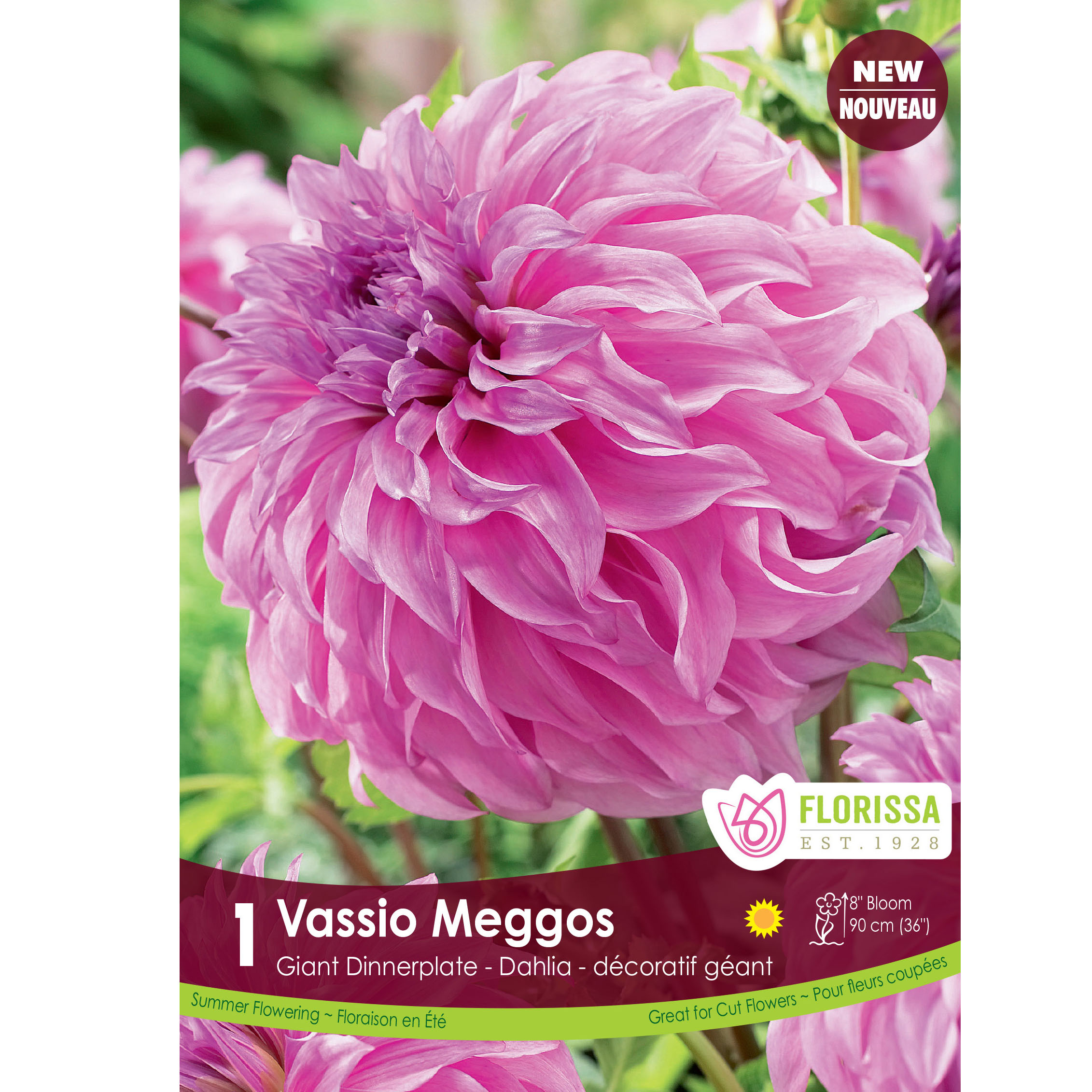 LgKep Dahlia Vassio Meggos.jpg