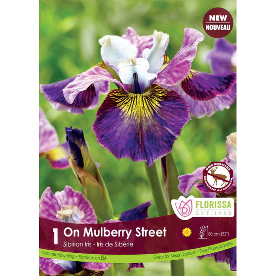 Iris sibirica 'On Mulberry Street' Bulb