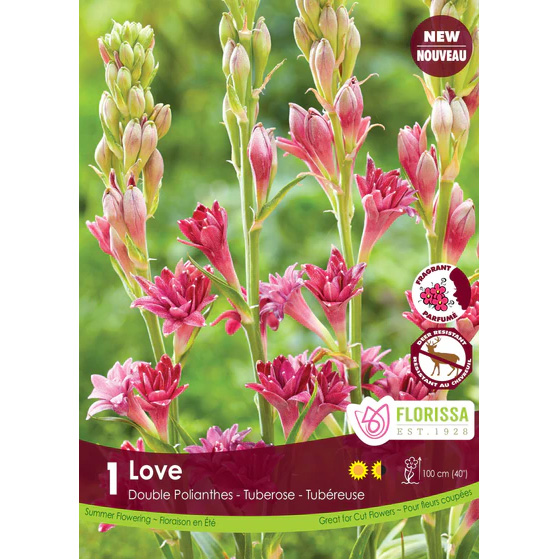 LgKepTuberoseLovePolianthes_400x.jpg