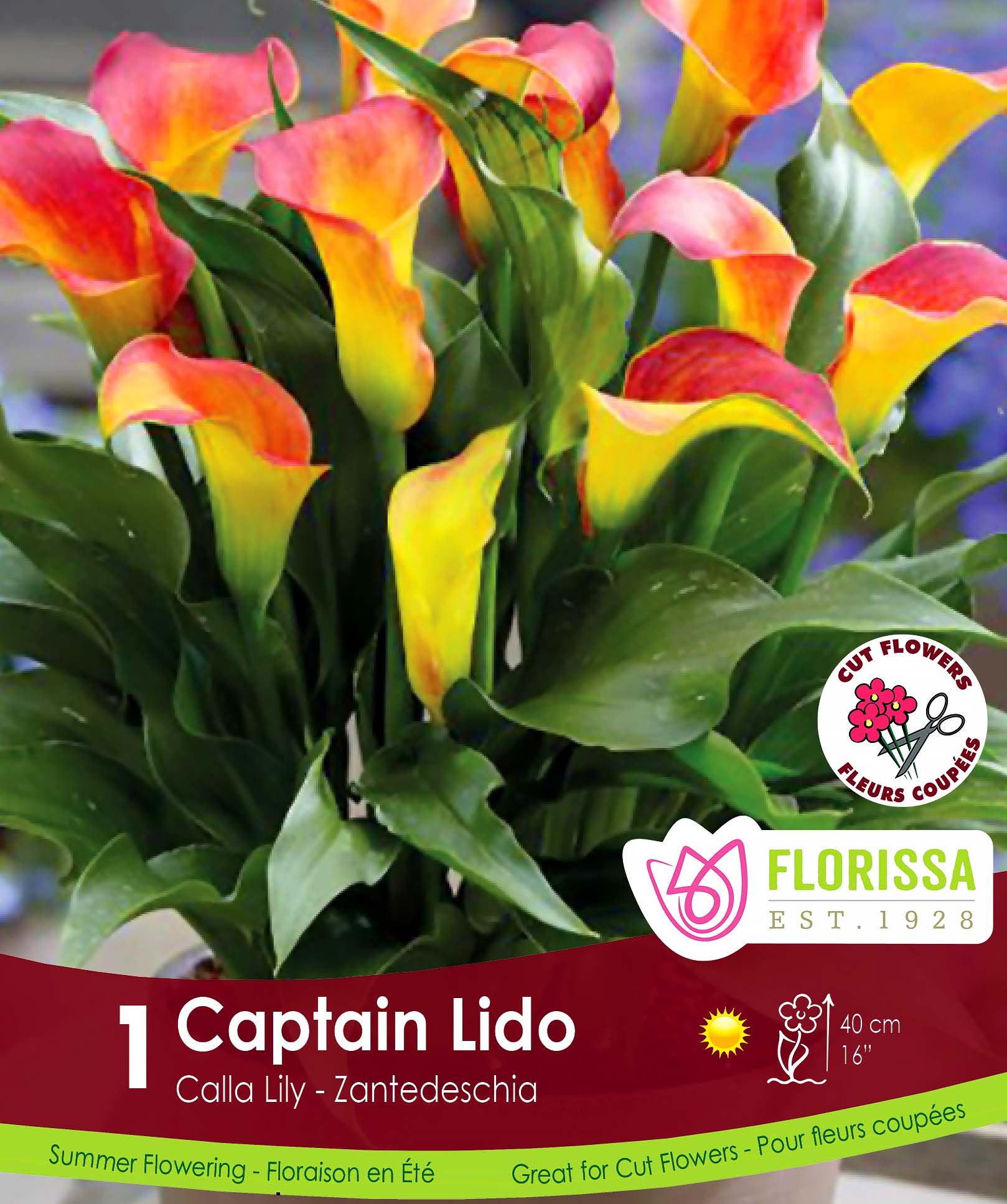 Calla Lily 'Captain Lido' Rhizomes 