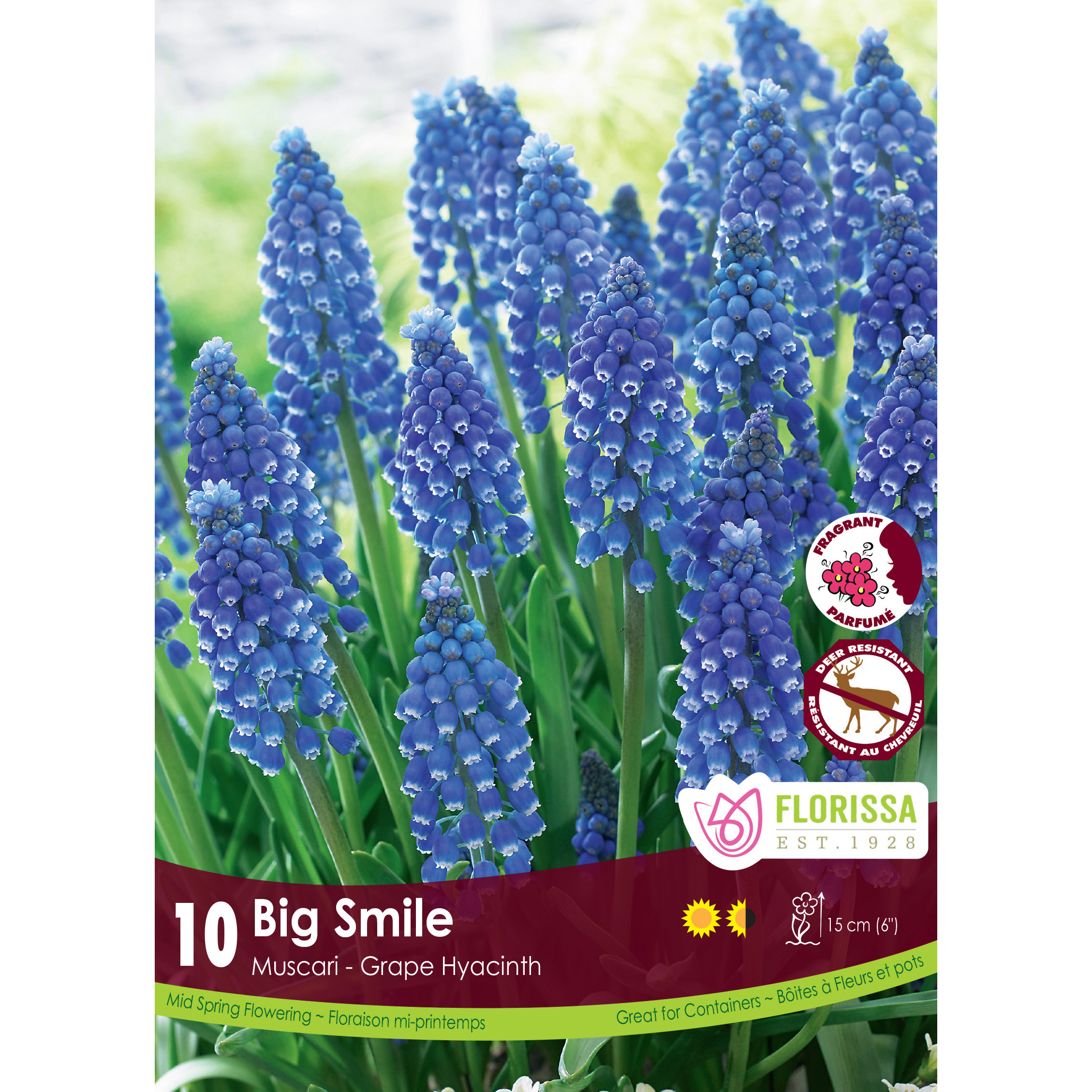 Muscari 'Big Smile' Bulbs 10PK