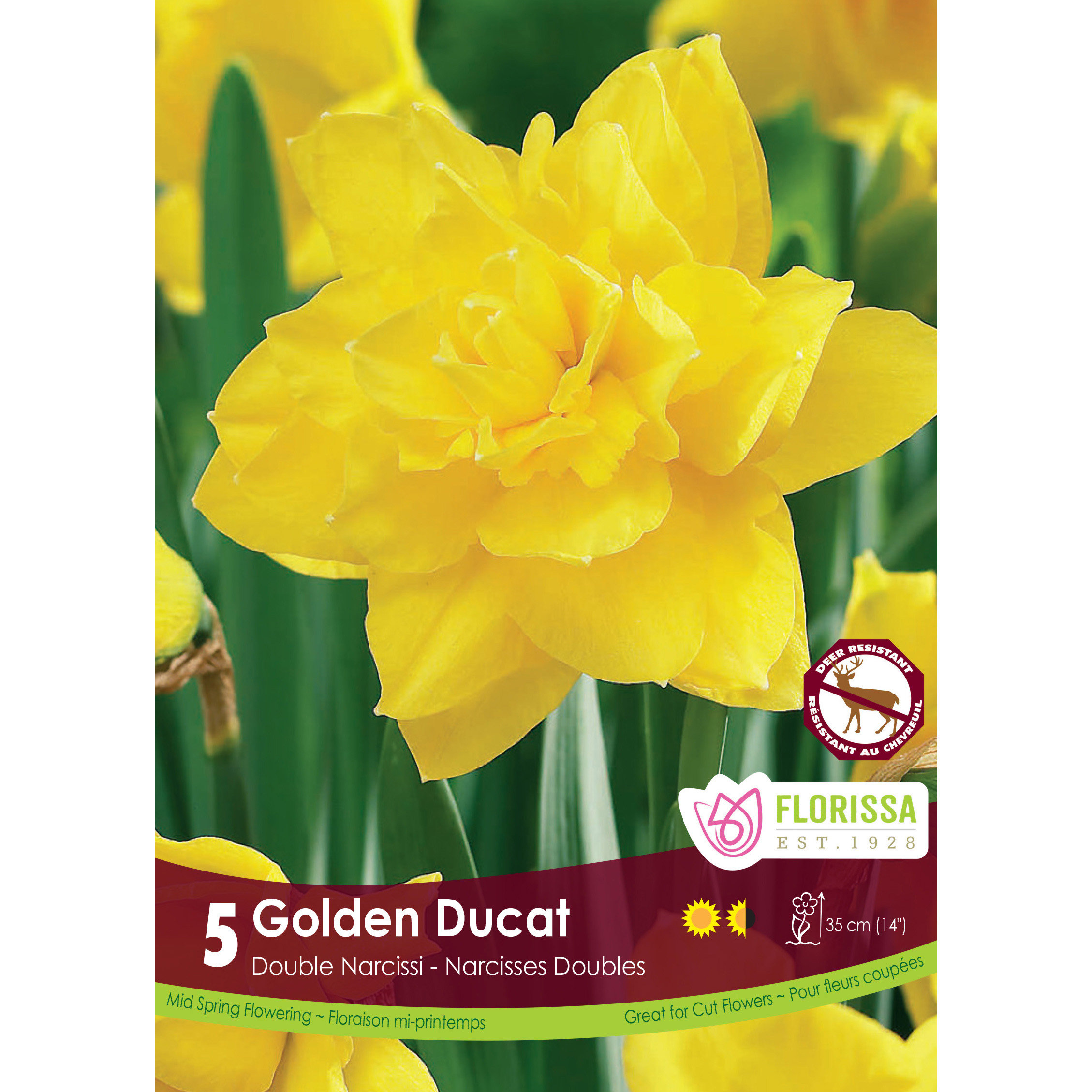 Lg_Kep_Narcissus_Golden_Ducat_fall.jpg