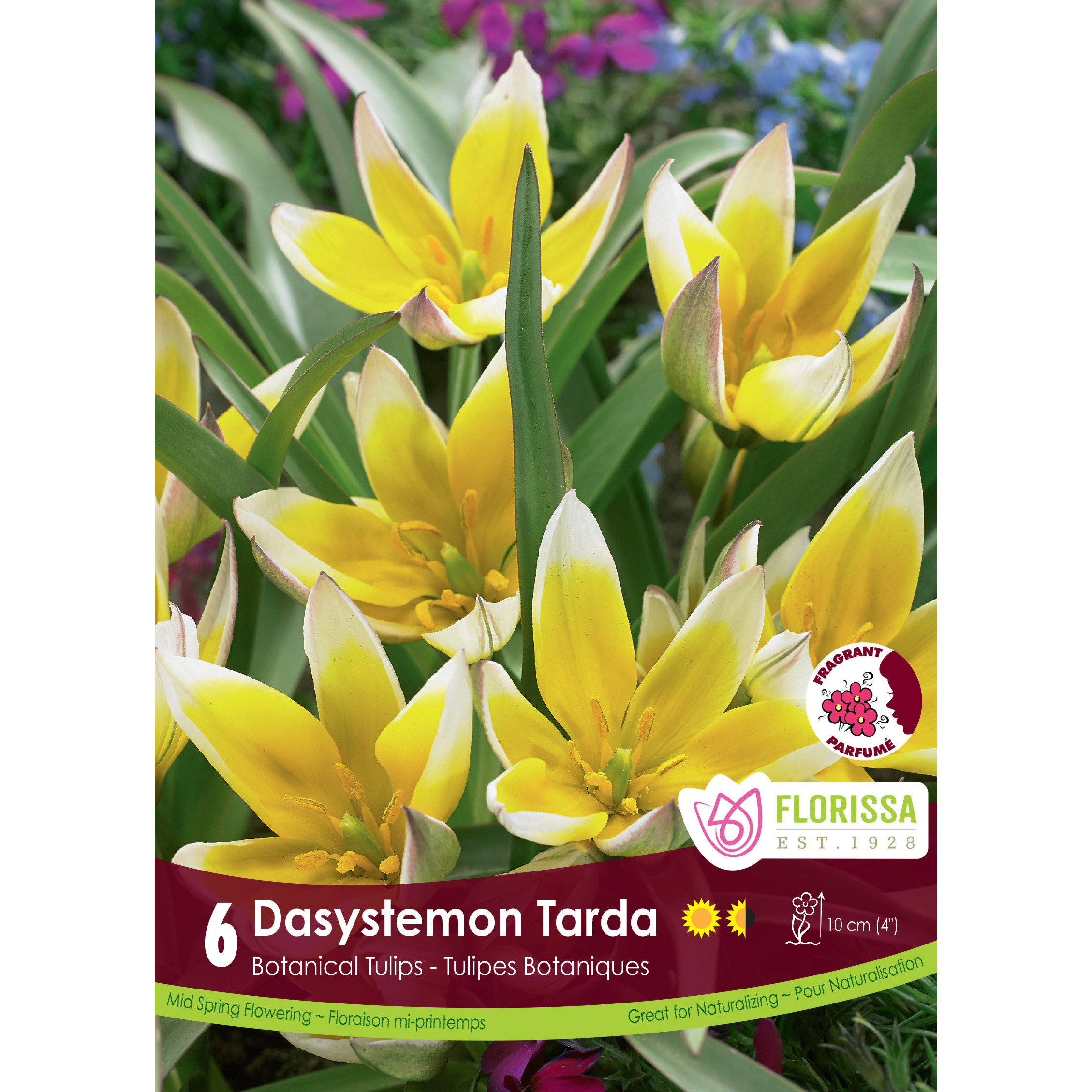 Lg_Kep_Tulip_Dasystemon_Tarda_fall.jpg