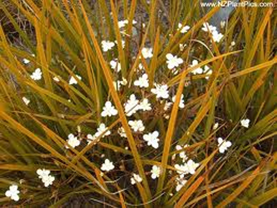 Libertia ixioides 'Taupo Sunset'