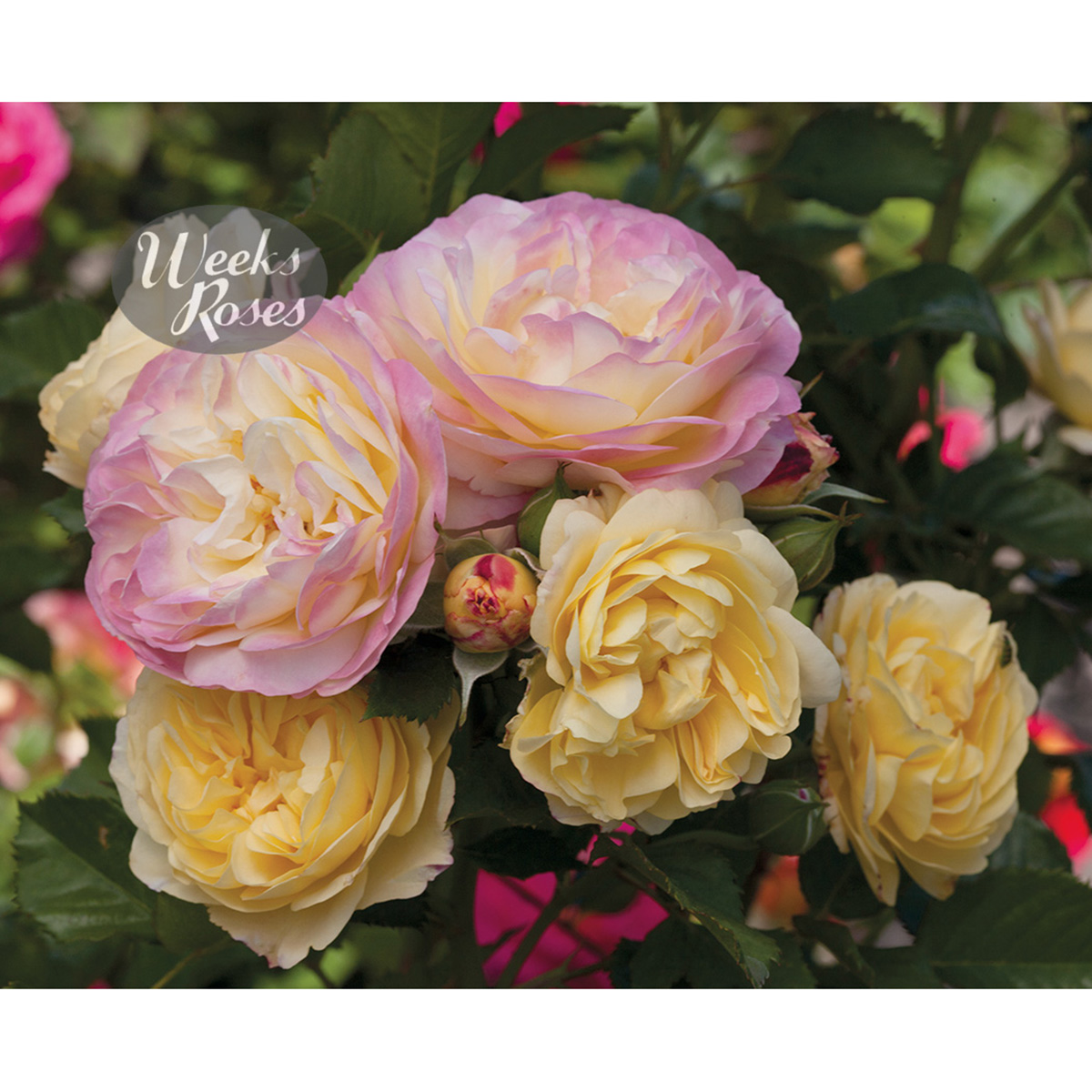 Rosa 'Life of the Party' Tree Form 24in