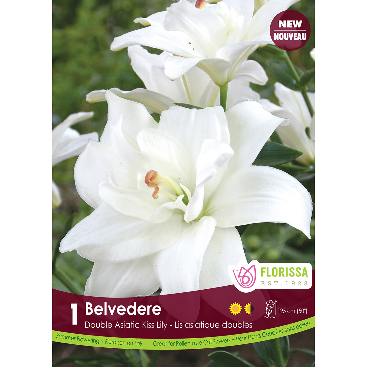 Lily 'Kiss Belvedere' Bulbs Single  