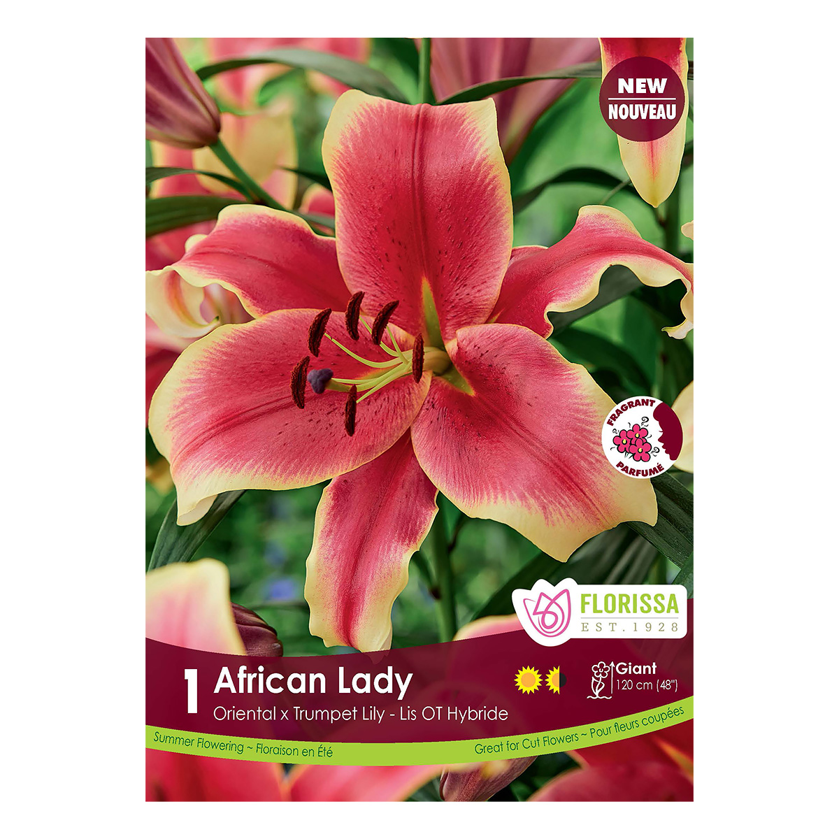 Lily African Lady Bulbs Lily Bulbs Arts Nursery Garden and Home Ltd