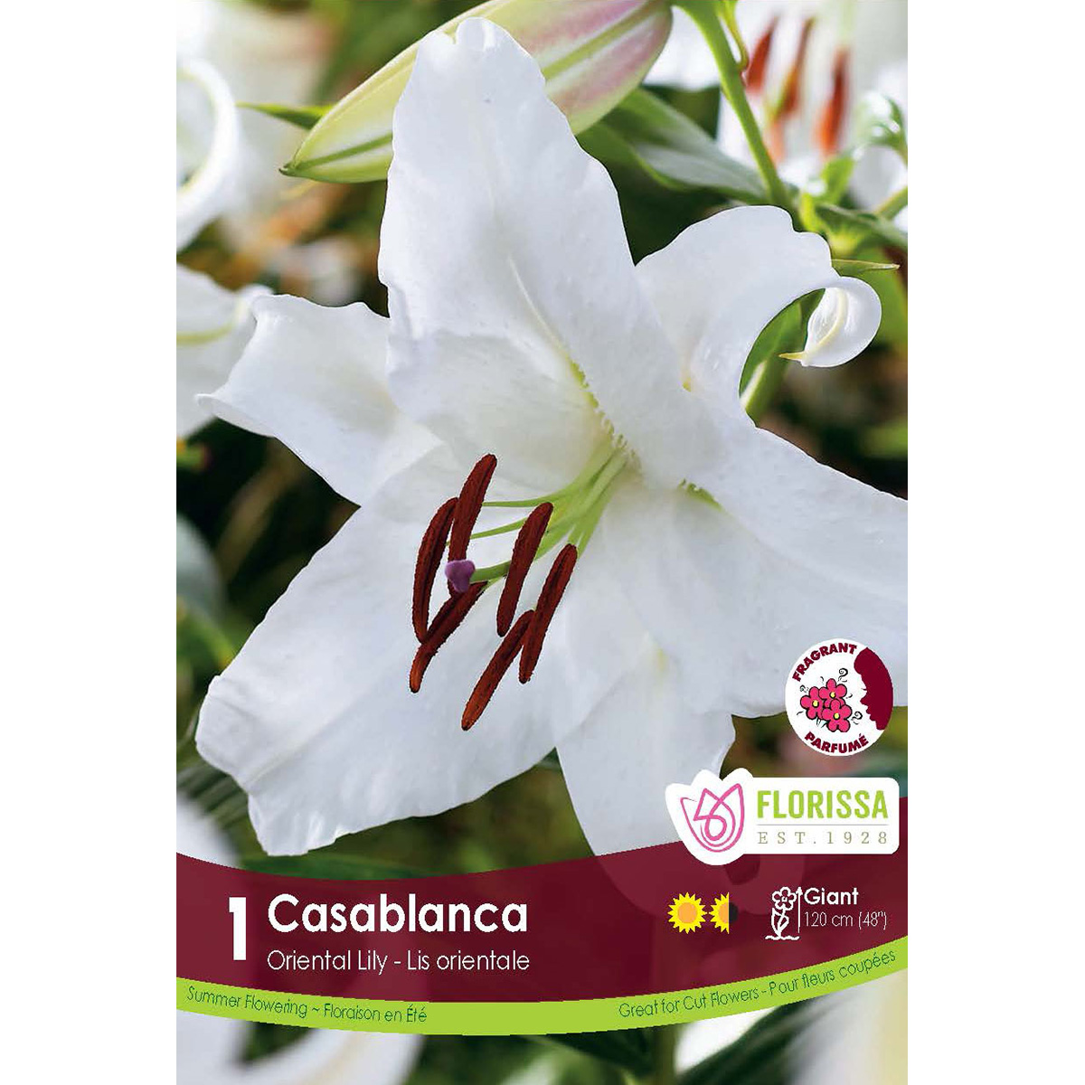 Lily Oriental 'Casablanca' Bulbs Single 