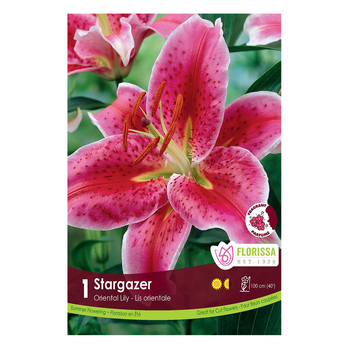 Lily Oriental 'Stargazer' Bulb