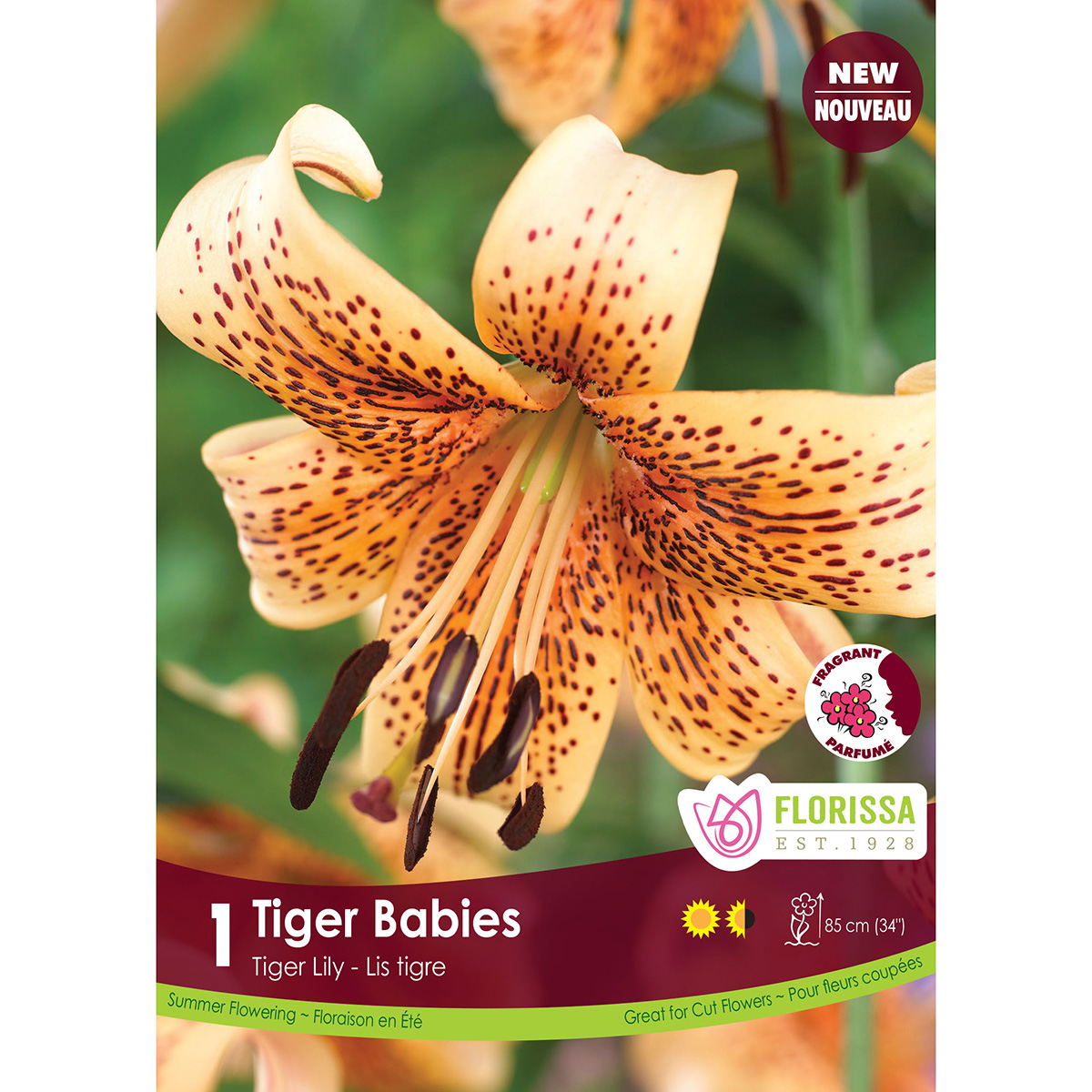 Lily 'Tiger Babies' Bulb