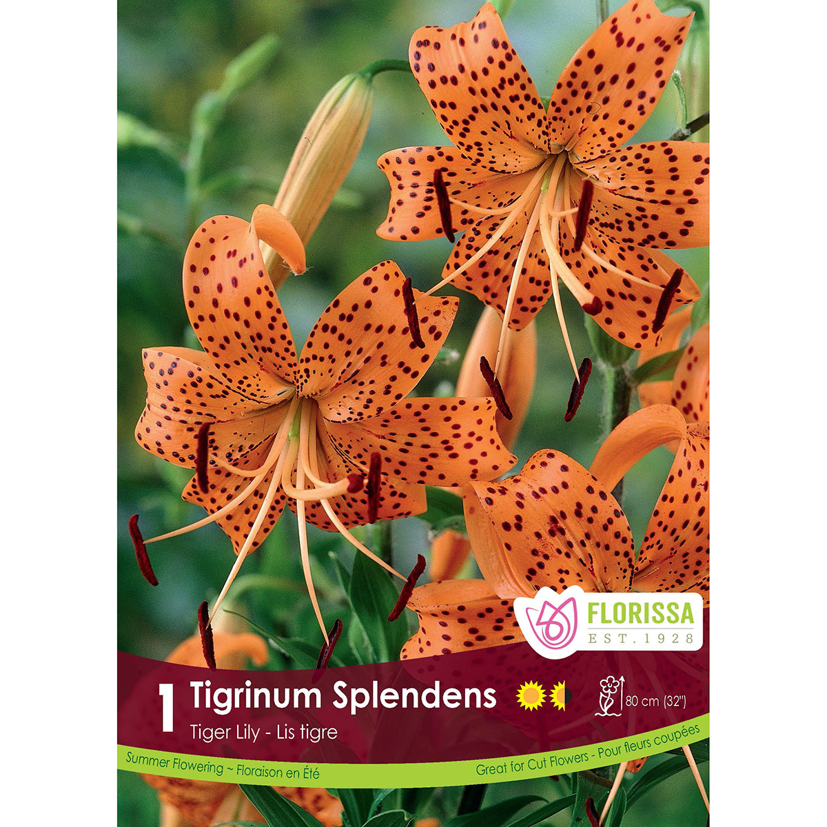 Lilium tigrinum 'Tigrinum Splendens' Bulb