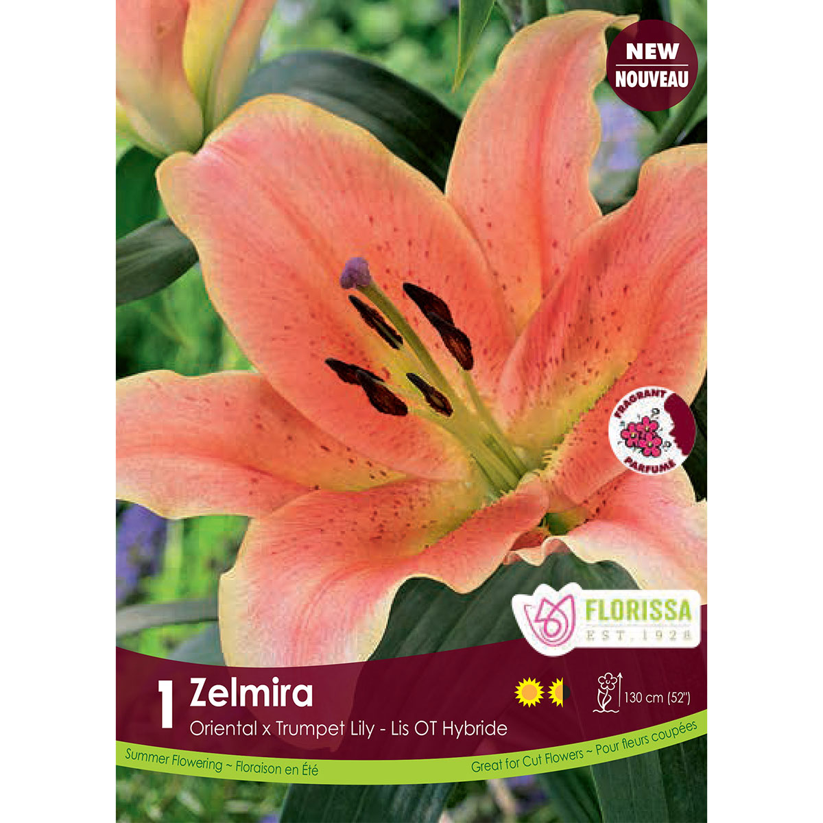 Hybrid Lily 'Zelmira' Bulb 