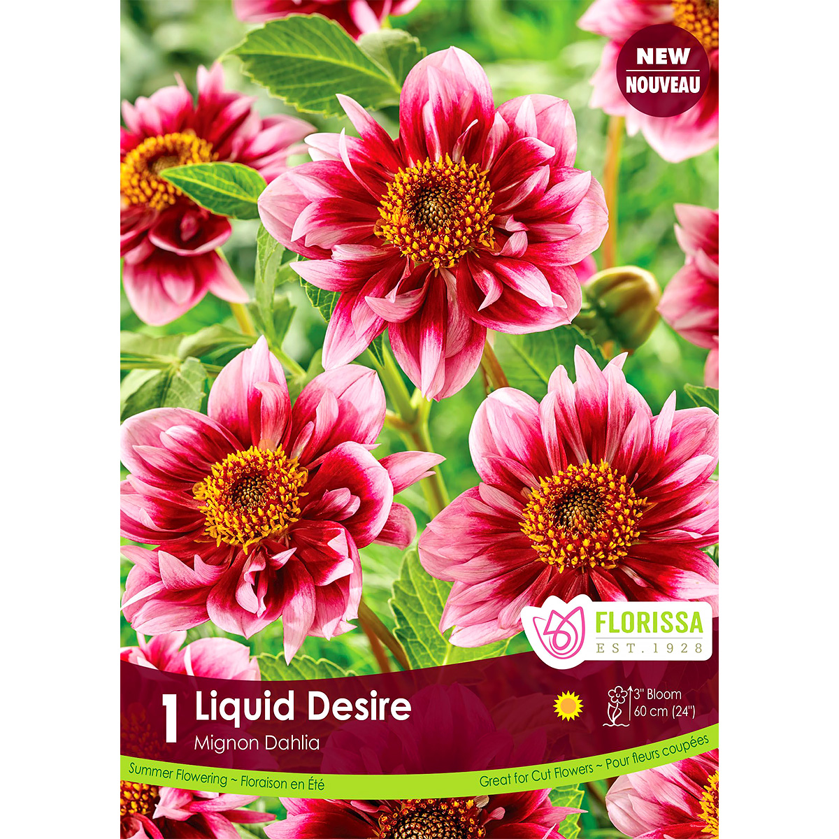 Dahlia 'Liquid Desire' Mignon Tuber 