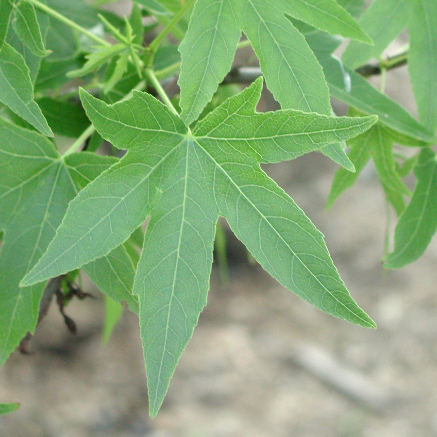 Liquidambar styraciflua 'Worplesdon'