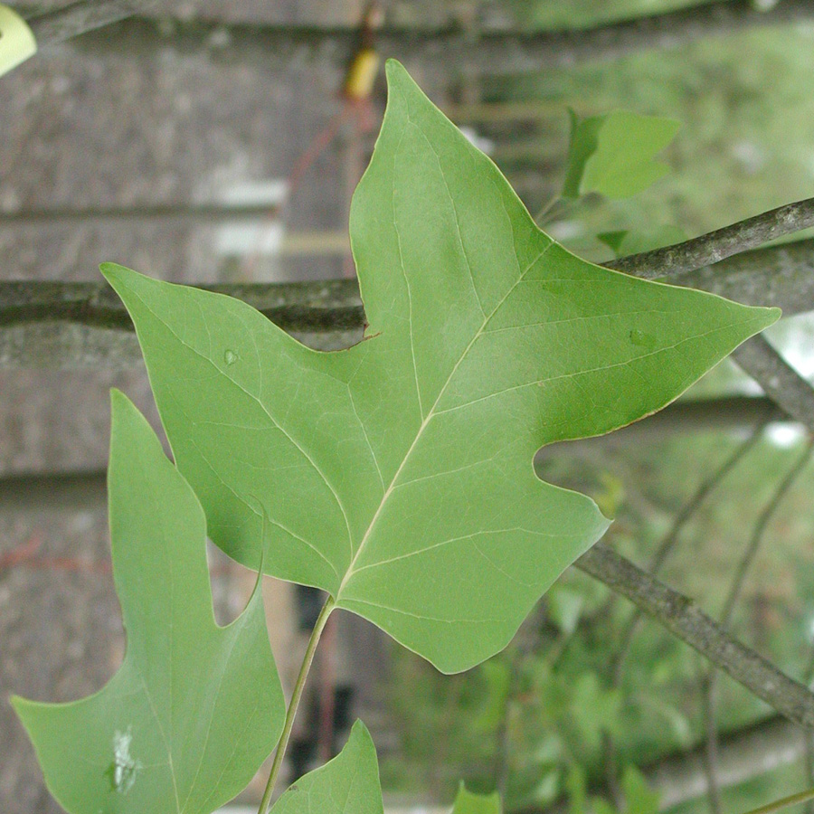 Liriodendron tulipifera