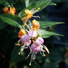 Lonicera hybrid 'Coral Star'