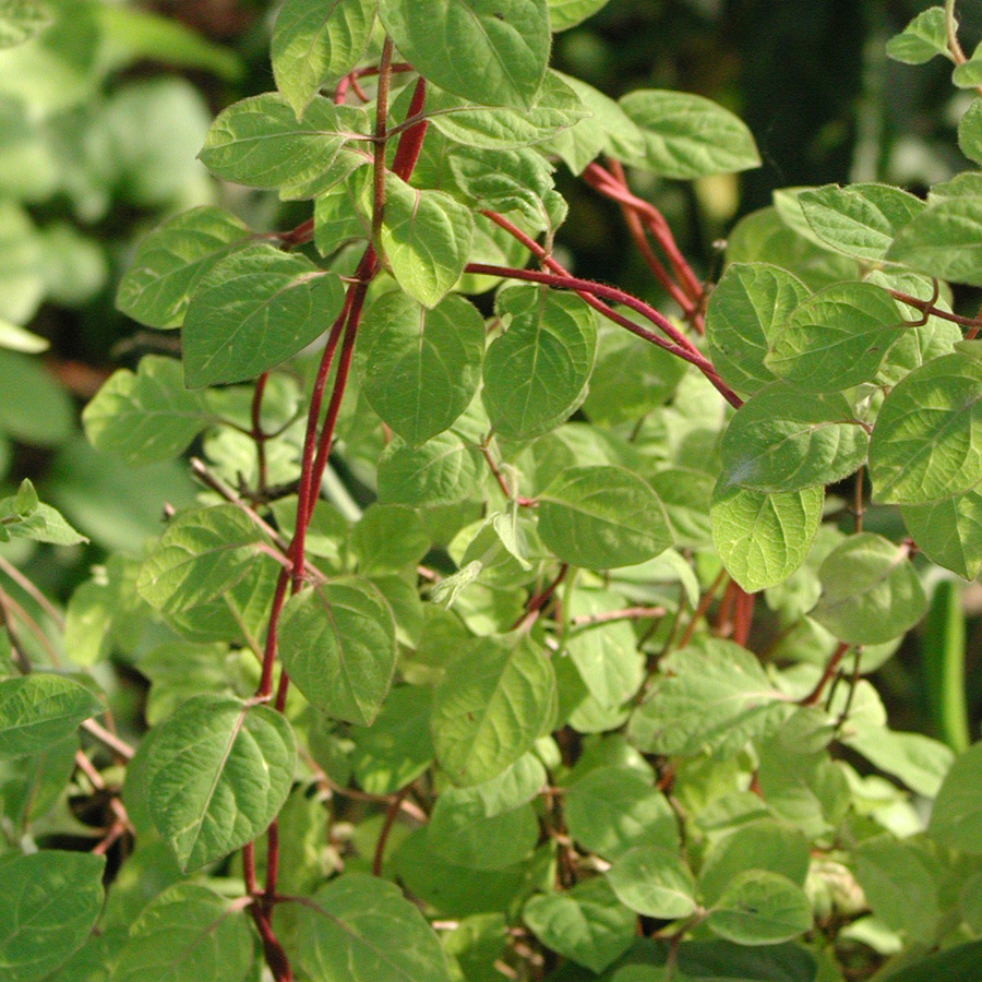 Lonicera_aureireticulata_Yellow.jpg