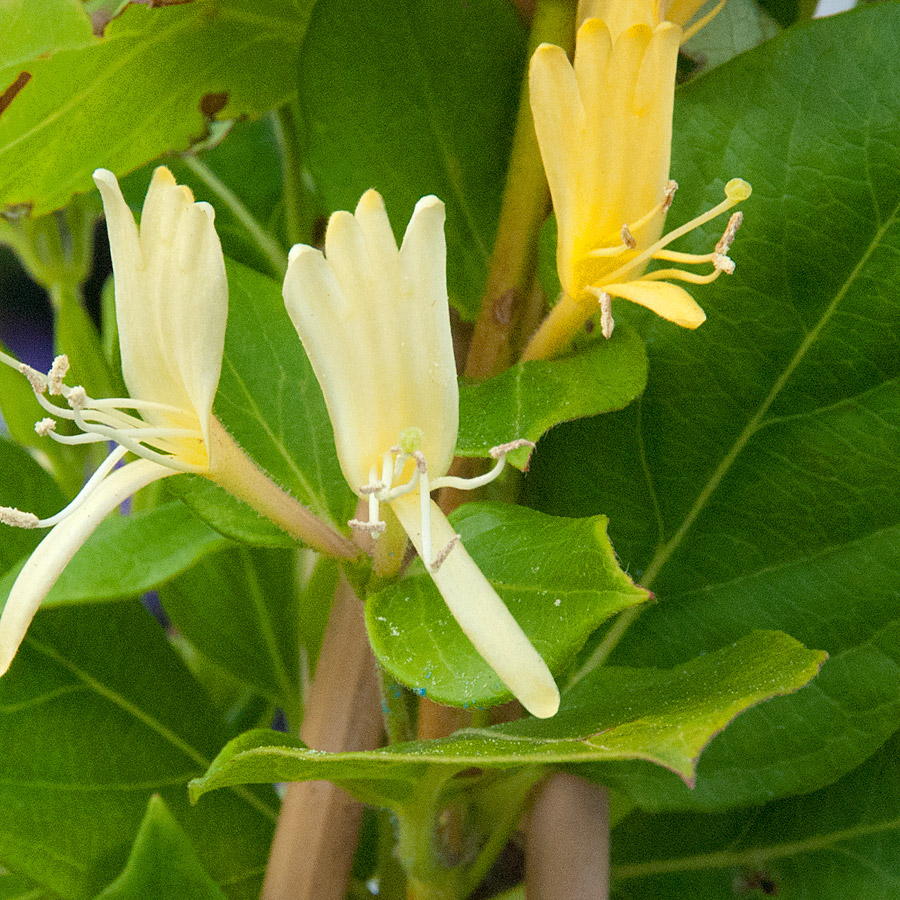 Lonicera japonica 'Halliana' Staked