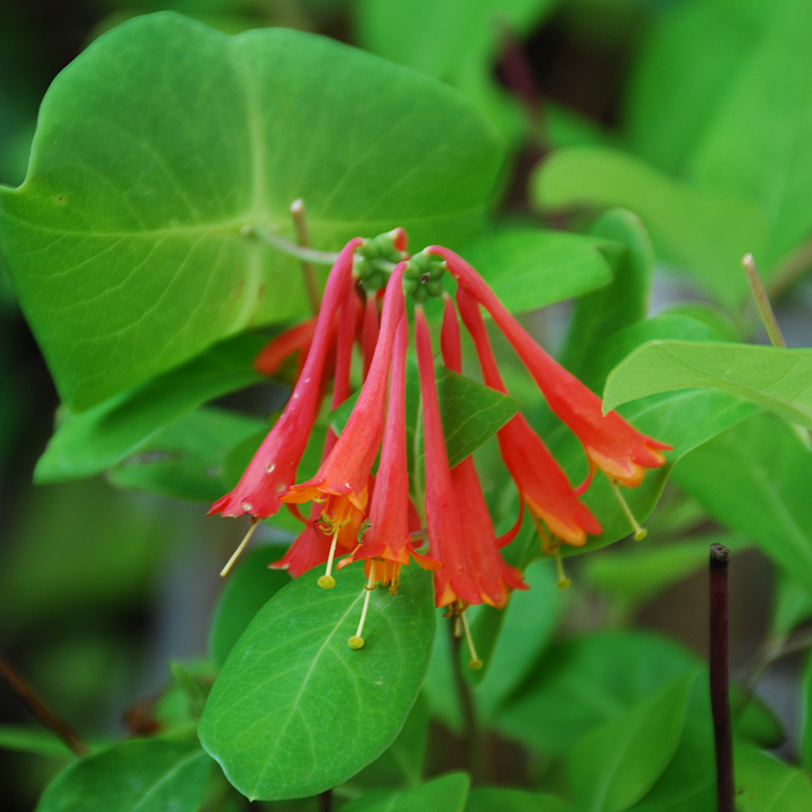 Lonicera x 'Dropmore Scarlet'