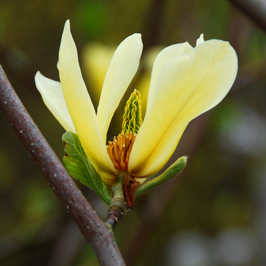 Magnolia 'Butterflies' Tree Form