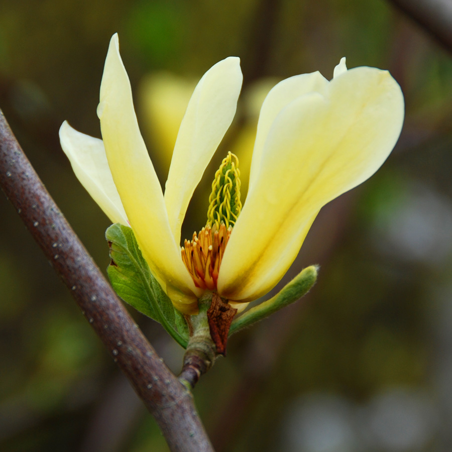 Magnolia 'Butterflies'