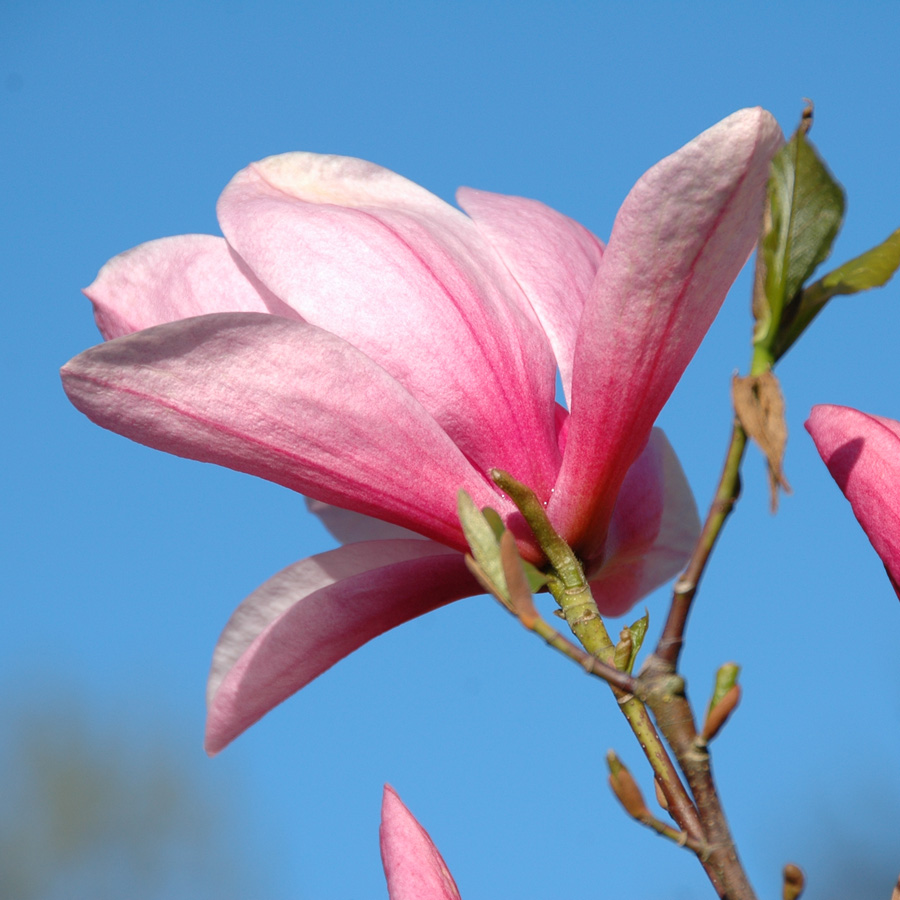 Magnolia x 'Galaxy'