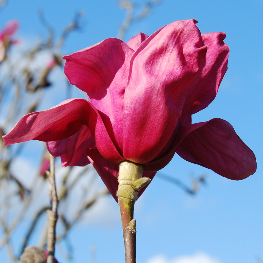 Magnolia 'Vulcan' 5-6ft