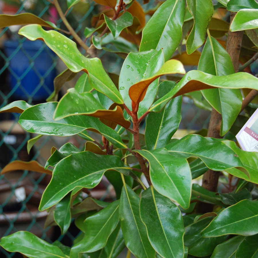 Magnolia grandiflora 'Brackens Brown Beauty'