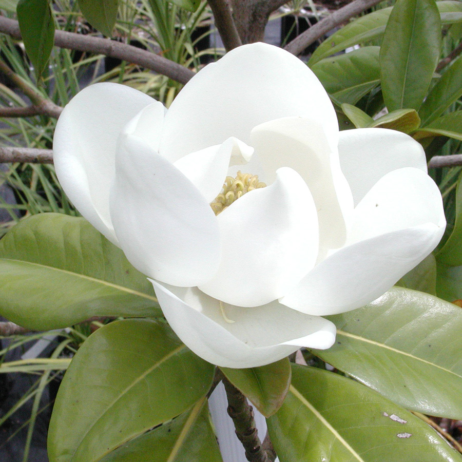 Magnolia grandiflora 'Edith Bogue'