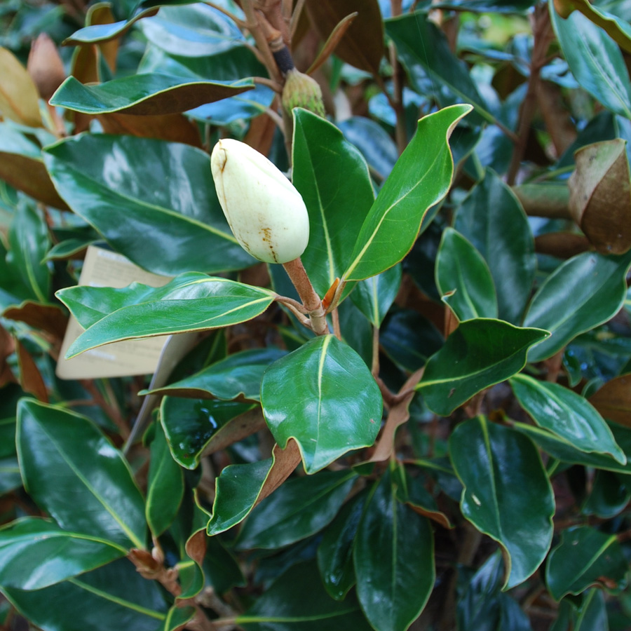 Magnolia grandiflora 'Little Gem'