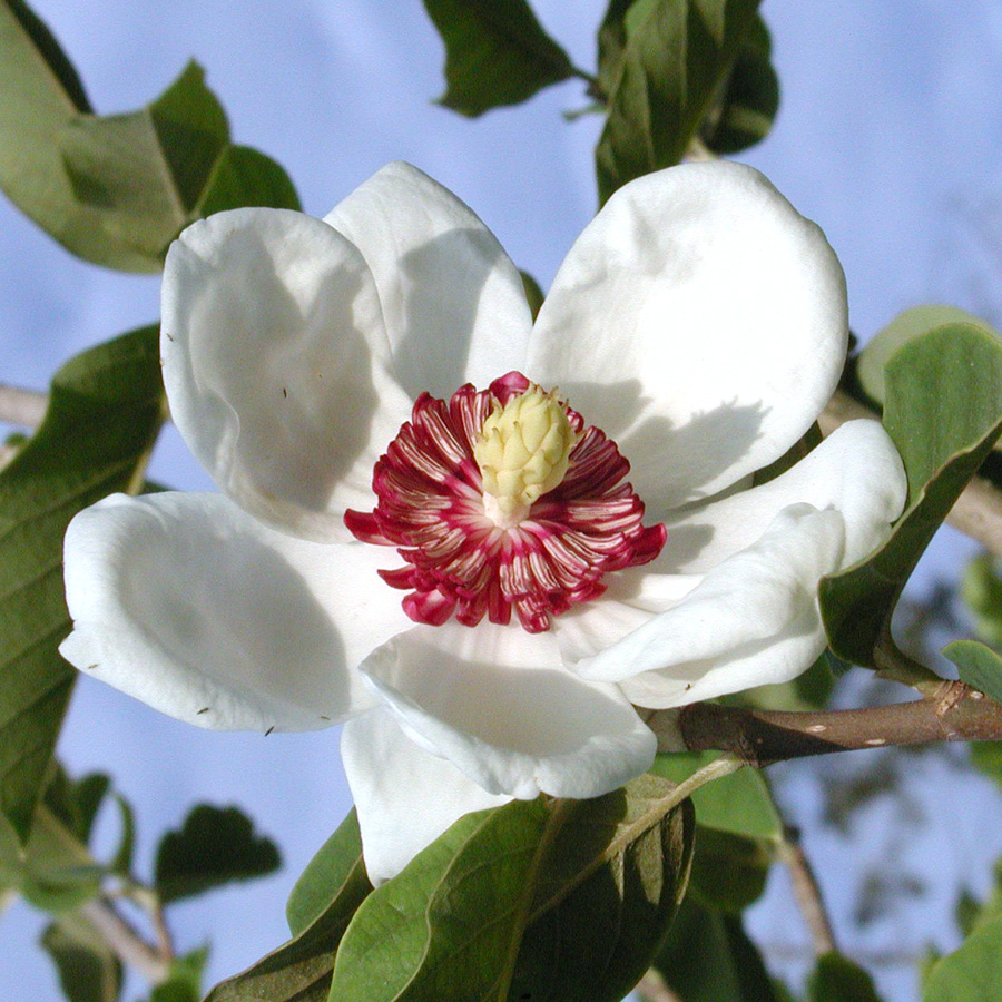 Magnolia sieboldii 