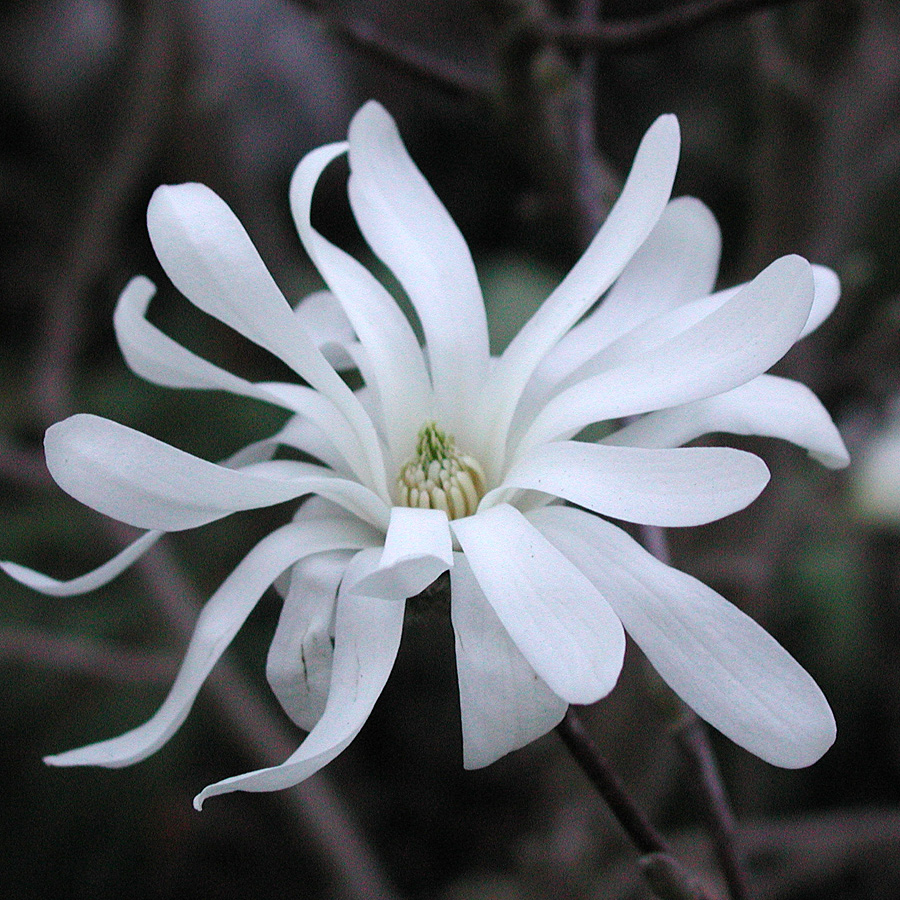 Magnolia stellata 'Royal Star'