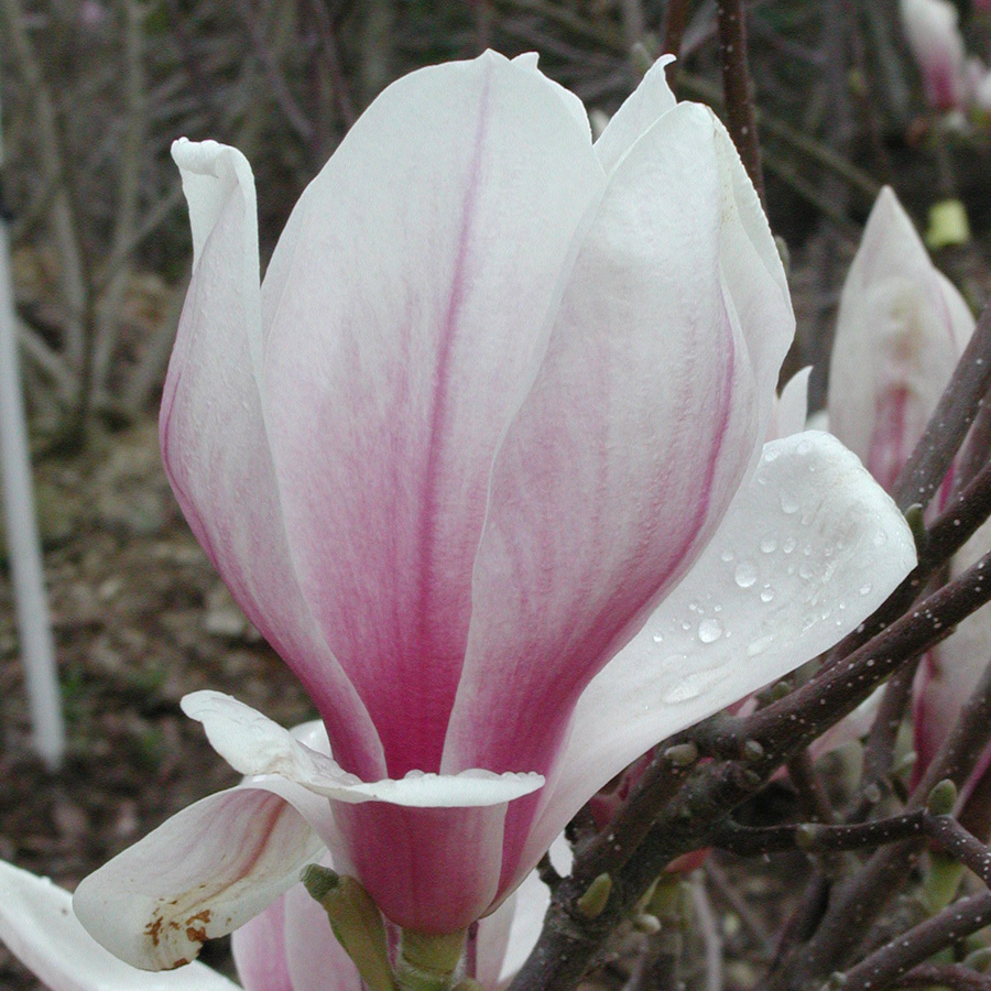 Magnolia x soulangeana