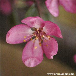 Malus X 'Robinson'