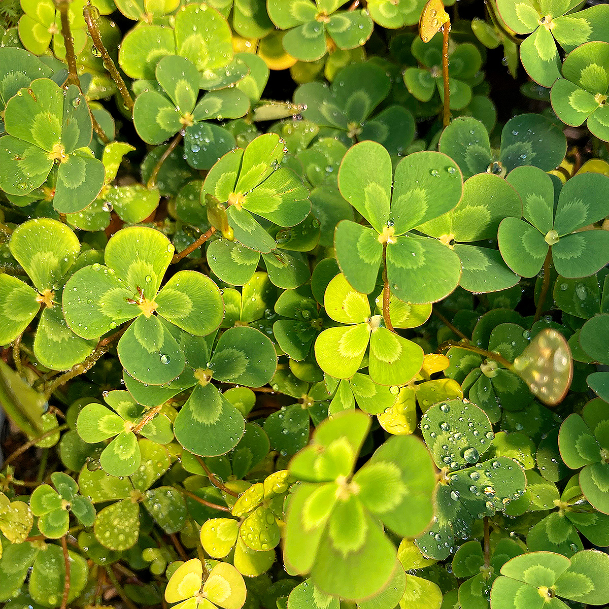 Marsilea mutica 