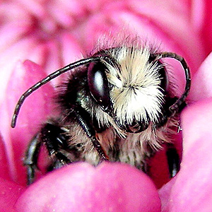 Mason Bees