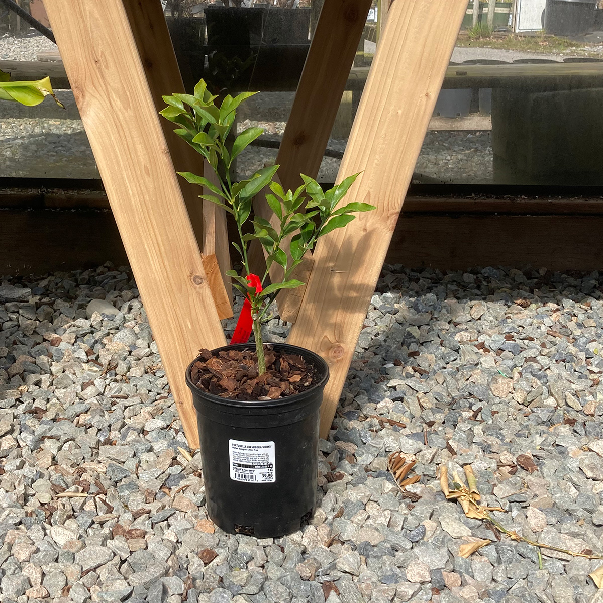 Meiwa Kumquat Citrus Tree 