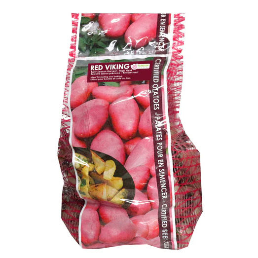 Seed Potato 'Red Viking'