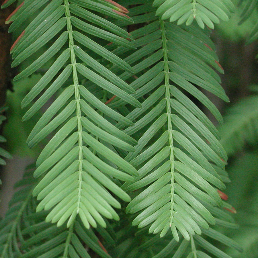 Metasequoia_glyptostroboides.jpg